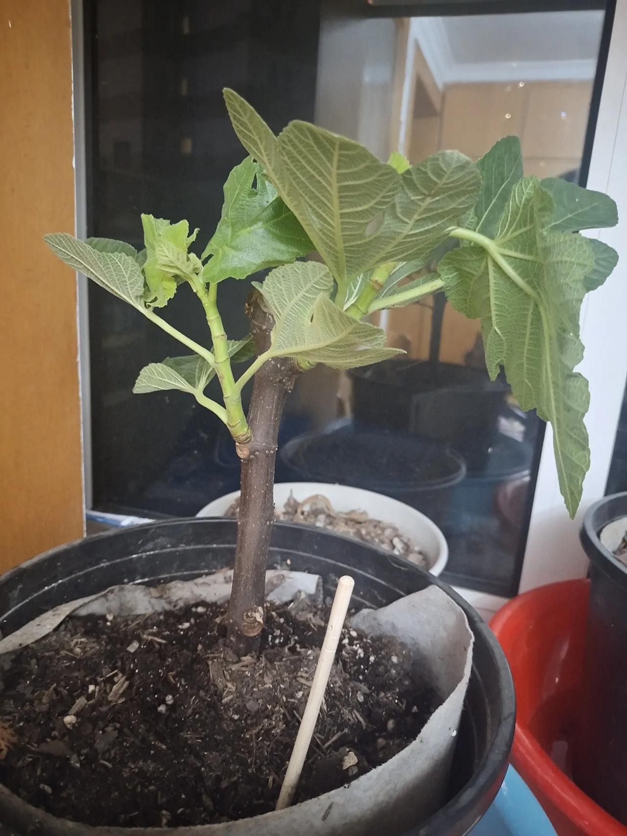 新买的无花果树苗，放阳台，会长成无花果树吗？