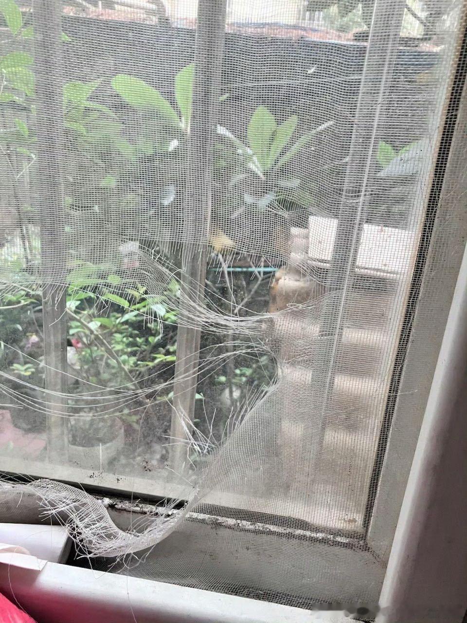 49625【丑猫】这是什么生物啊 