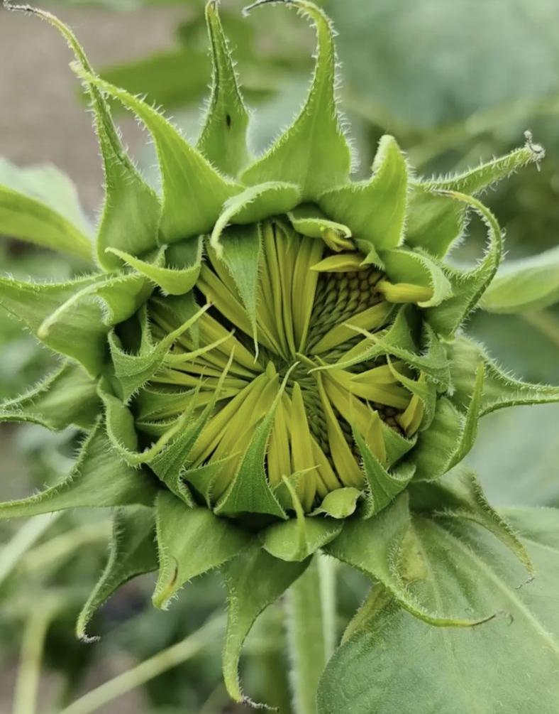 分享我这周有趣的事：种花趣事
 
周末闲暇，我在天台花盆撒下一把向日葵花种，原本