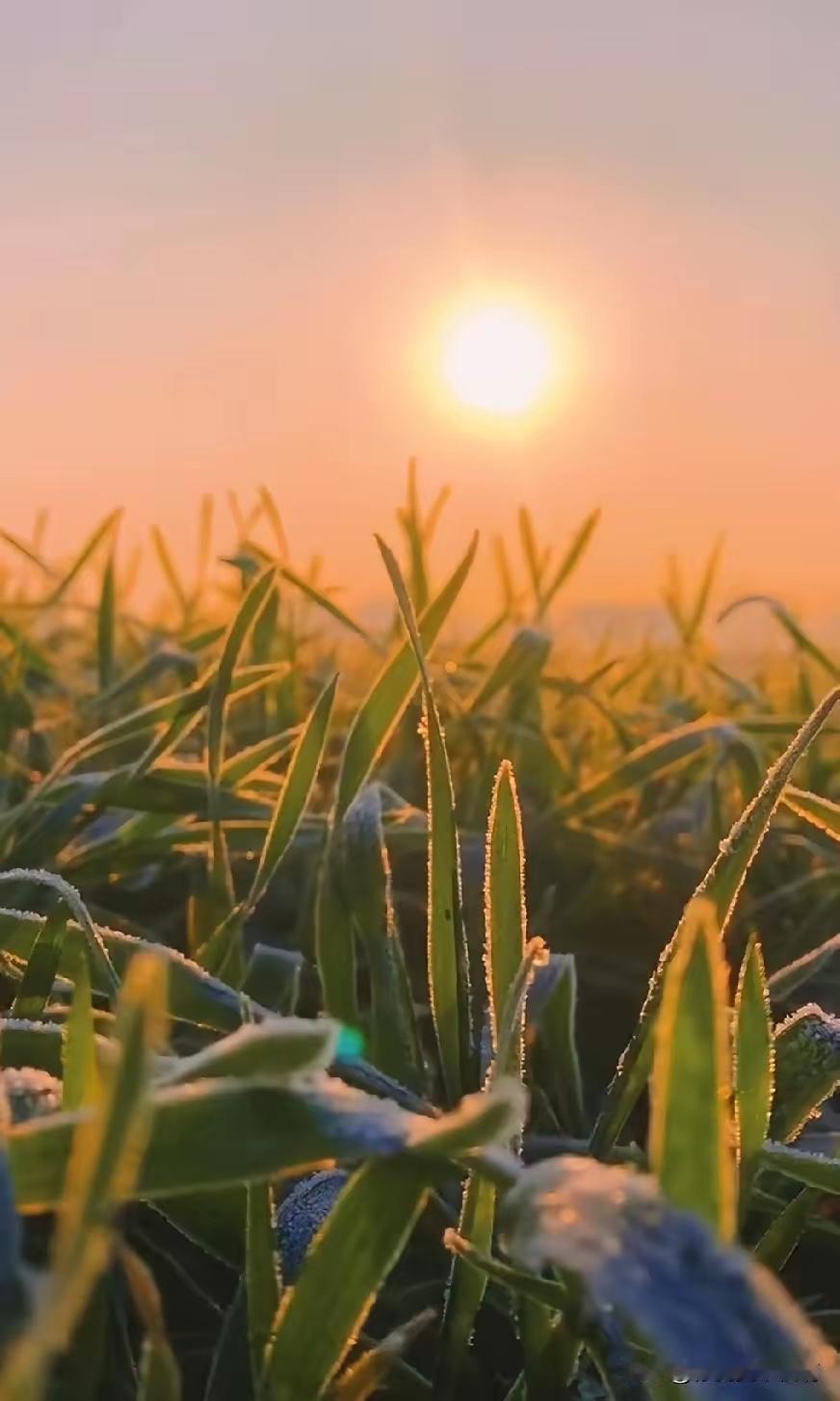 少时不解暖阳意，
老大方知父母心。
横批：《暖阳意与父母心》