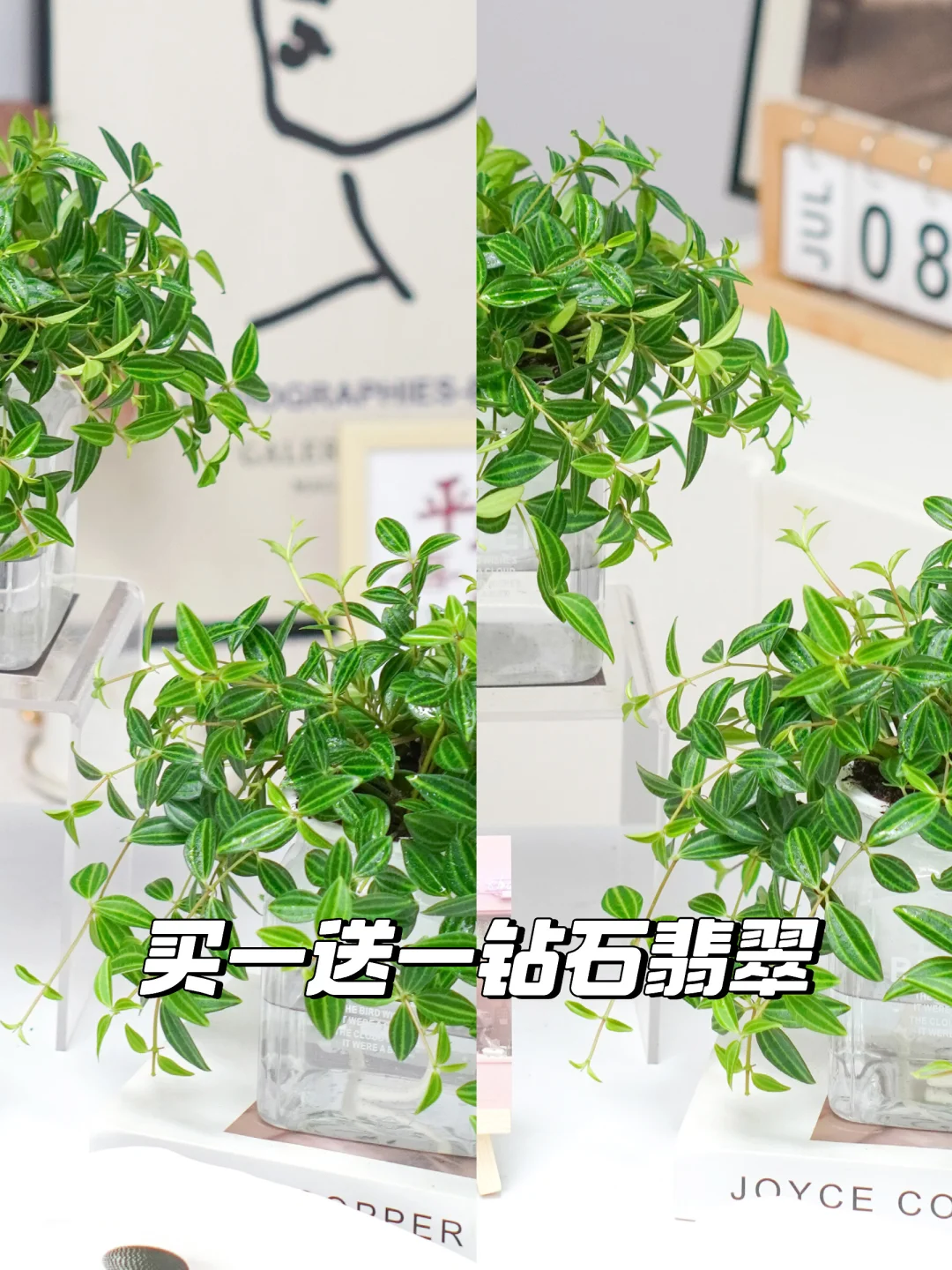 买一送一🌟钻石翡翠吊兰