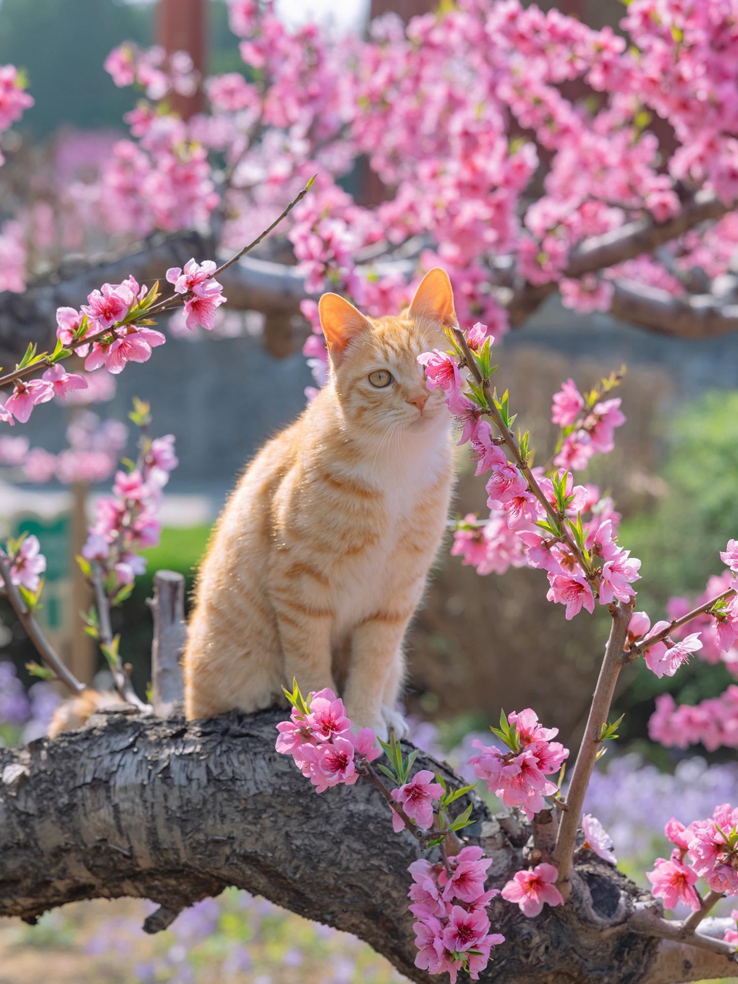 桃花和猫果然是绝配。春天最想拍的当然是花花了 春花和猫是我这边一个很重...