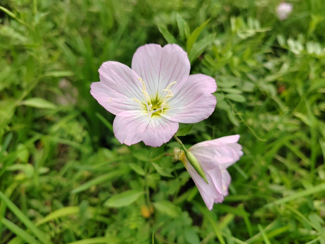 偶遇这株粉花月见草，在绿意里舒展成温柔的模样。不与群芳争艳，只静静吐露着属于自己