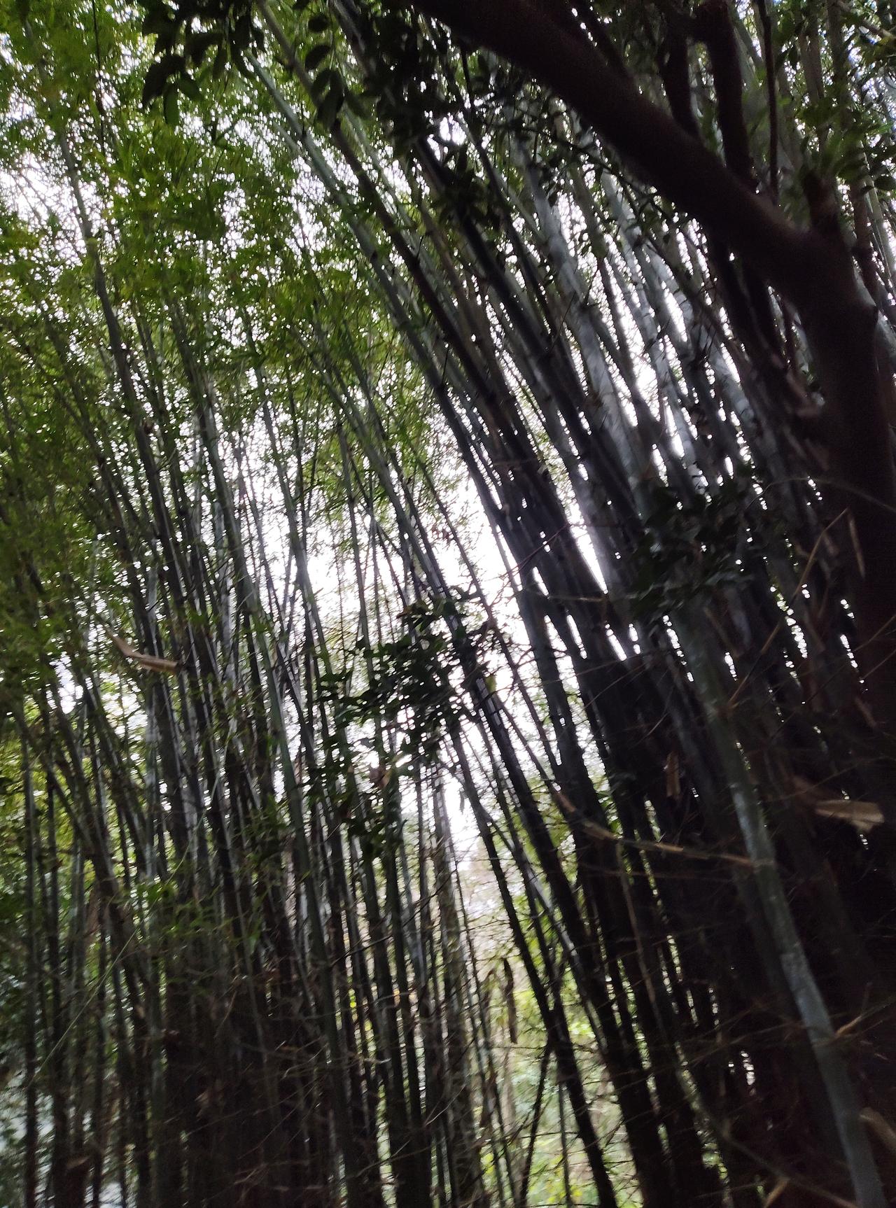 夏日竹林，才是夏日避暑胜地，没有电的夏日，只能去竹林避暑纳凉。

上个世纪九十年