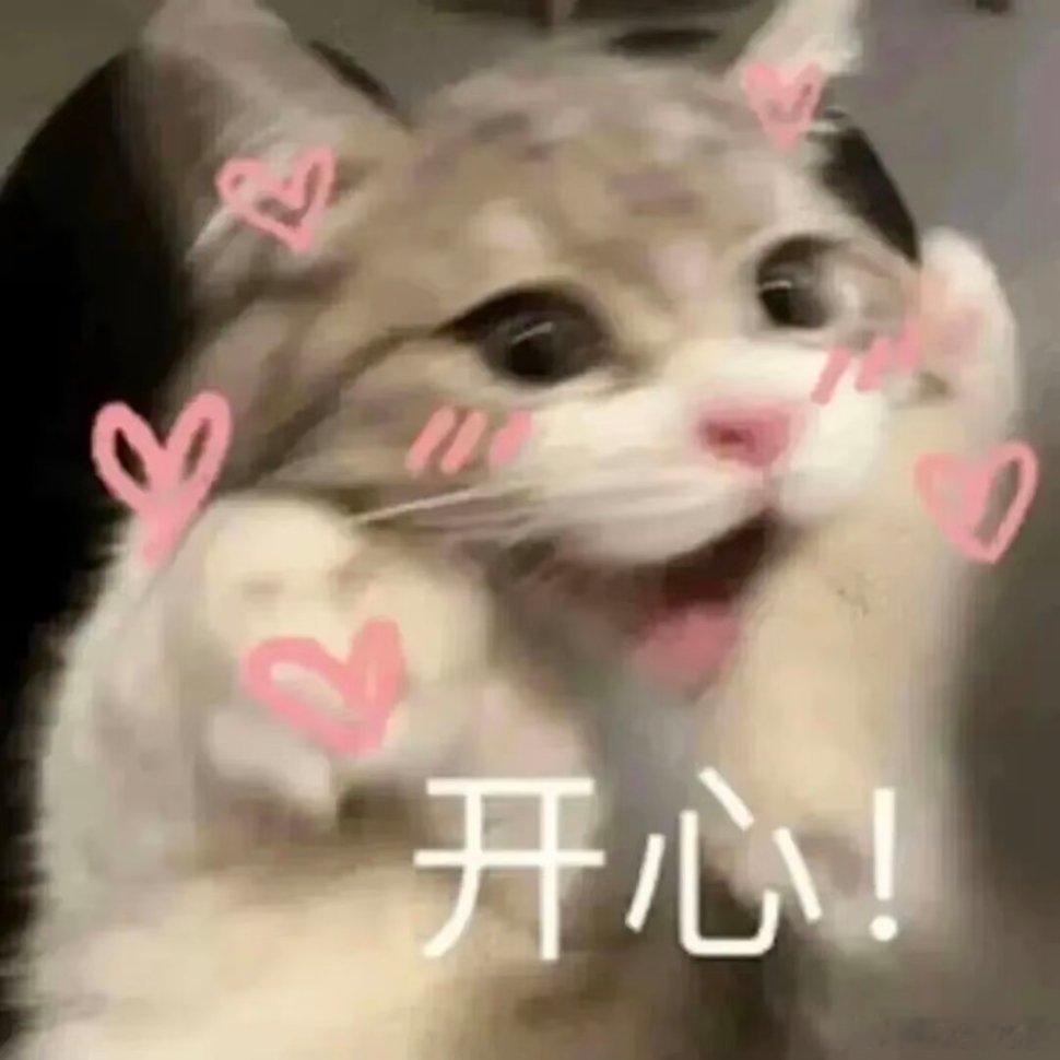 猫猫表情包。 