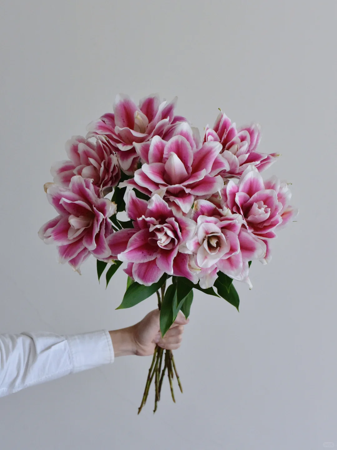 百合·火星之约