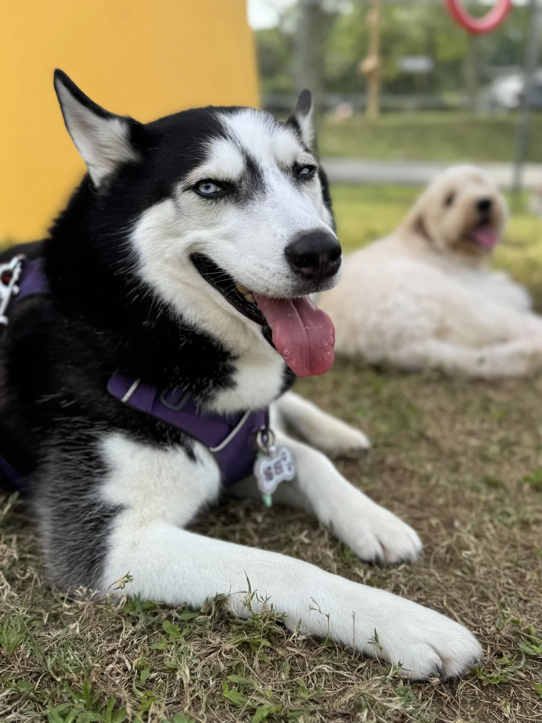 福妞的周末有点累
