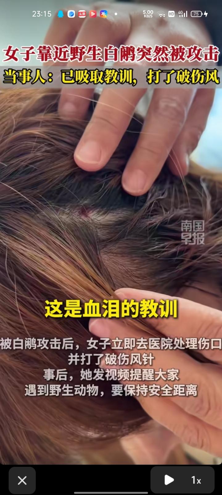 4月30日，云南临沧。女子在山上发现一只野生白鹇，便在它附近与其合影，没想到被白