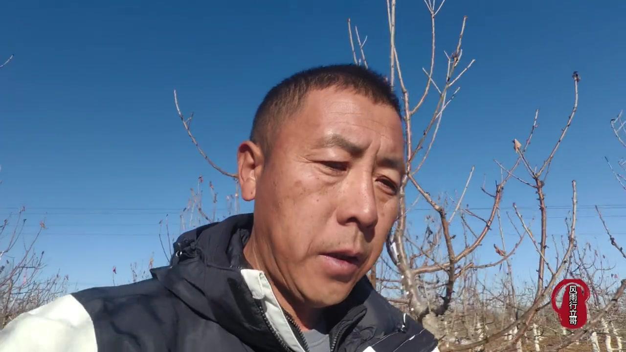 大樱桃环剥技术虽能促进成花、提高坐果率，但因树体流胶特性需谨慎使用。它更适合在树