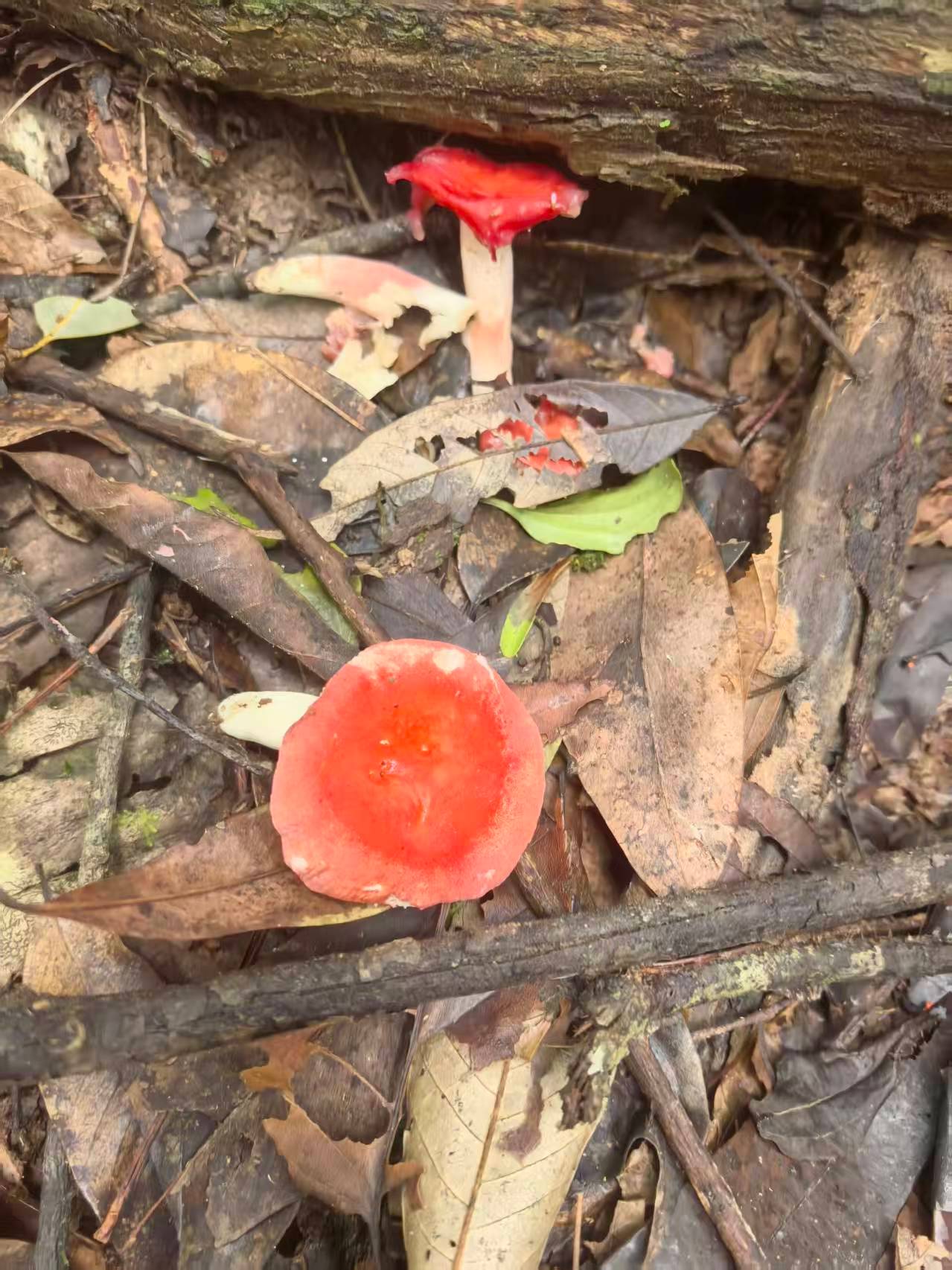 朋友们 这个能摘吗？在线等 挺急的云南菌子