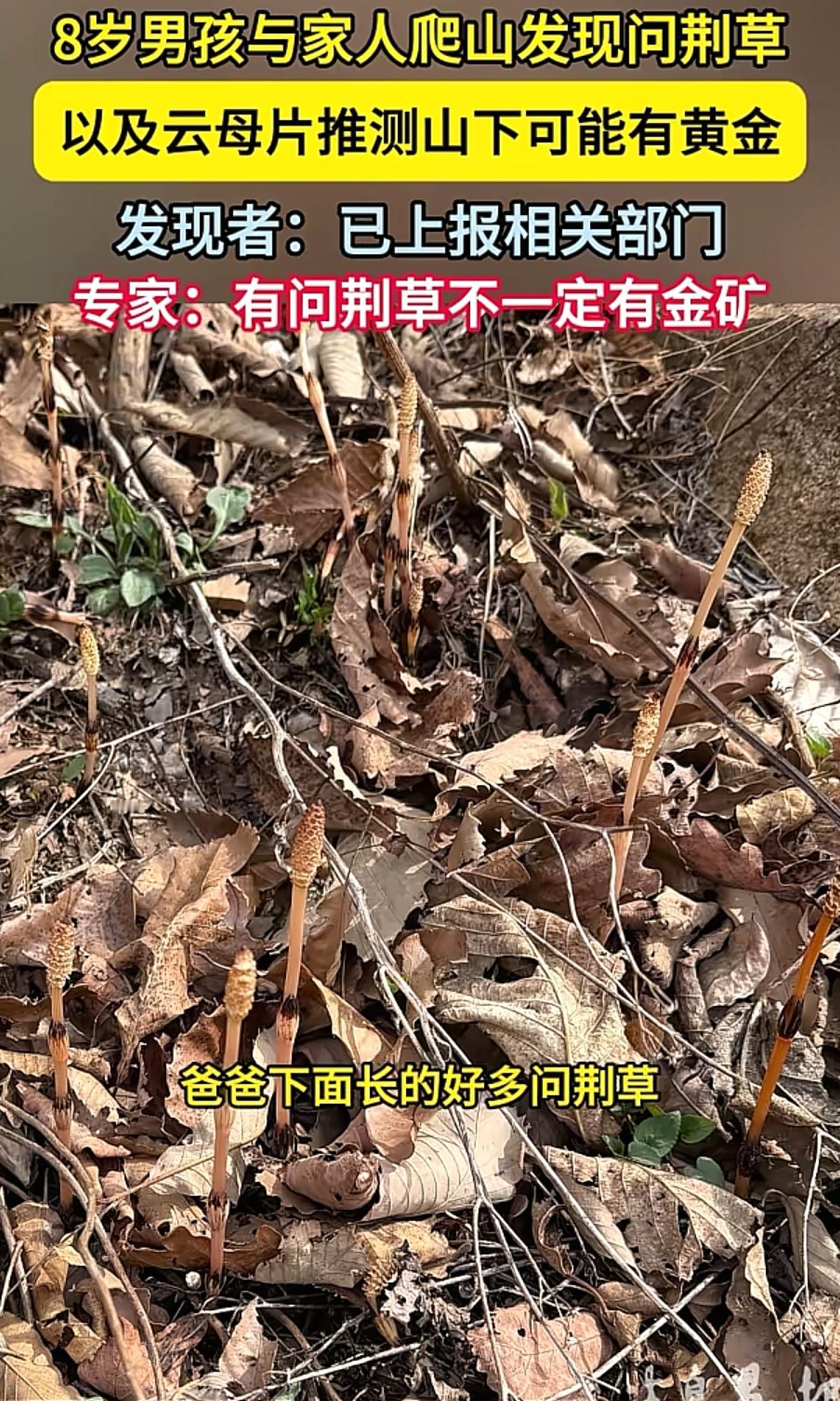 “现在的小孩真厉害！”辽宁大连，男子带8岁小孩出去挖野菜，挖着挖着，小孩突然跑过