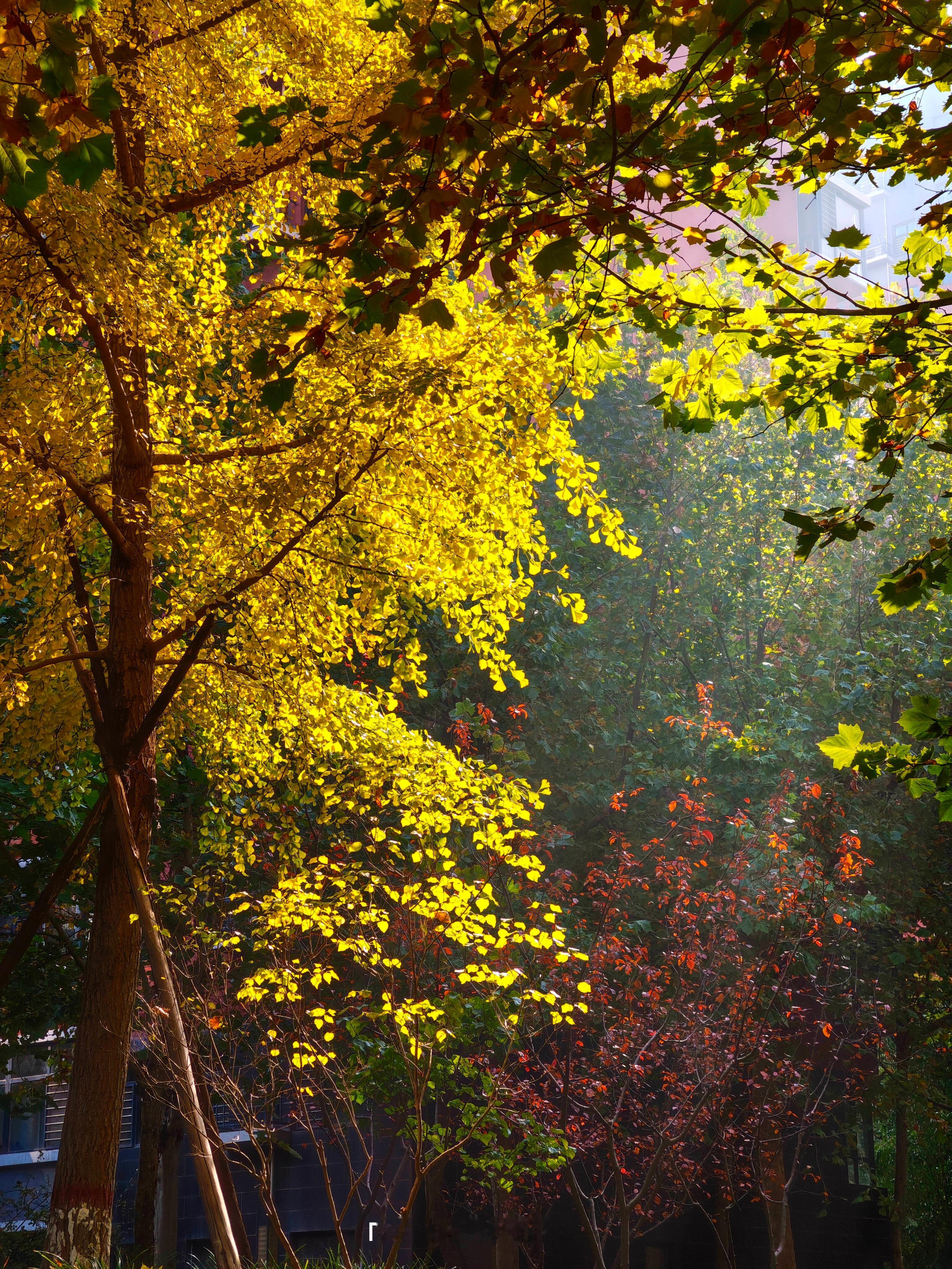 晚安，魅友魅族[超话] ​​​