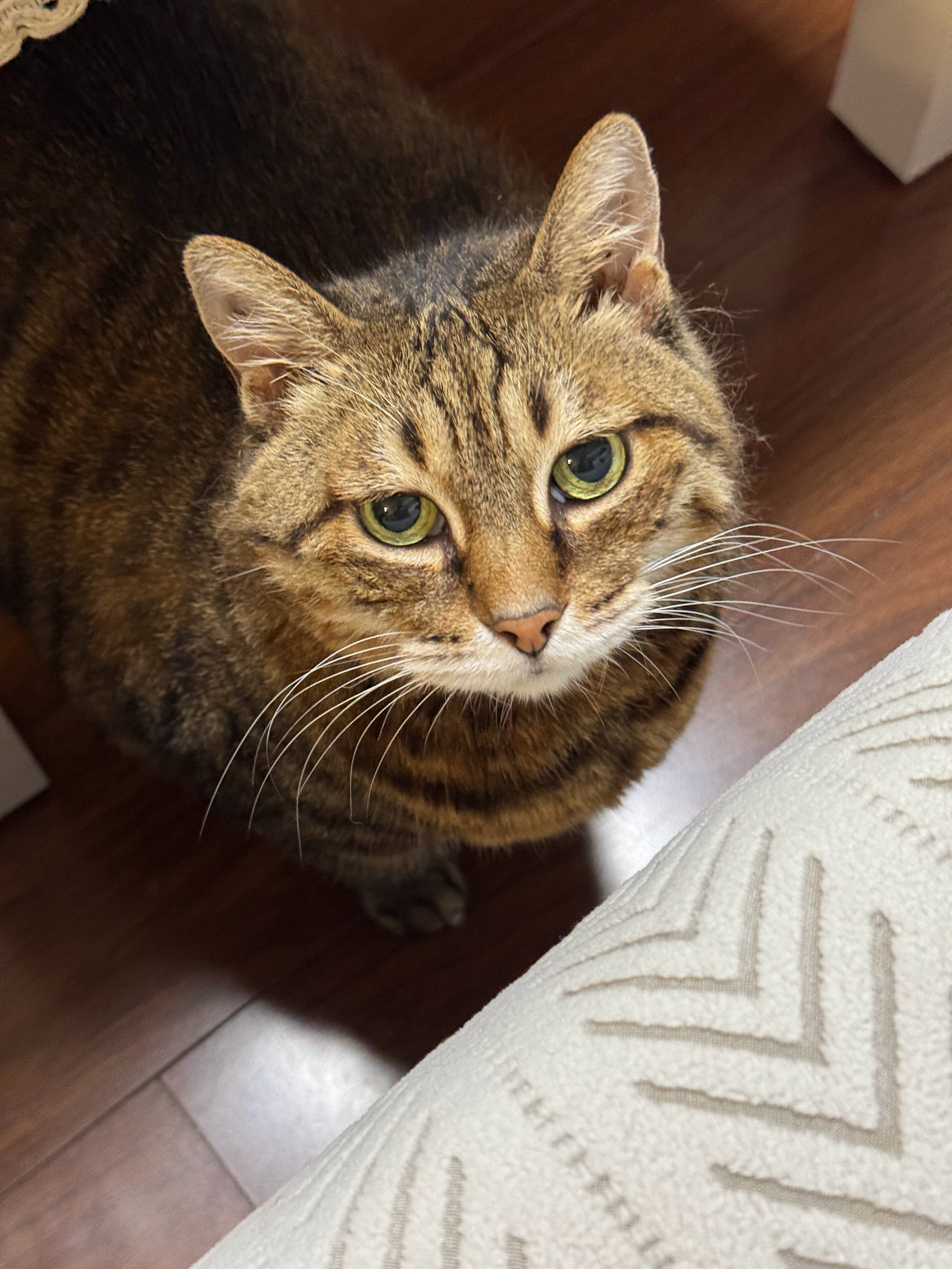 两幅面孔🐱猫猫喵星人我的日常plog