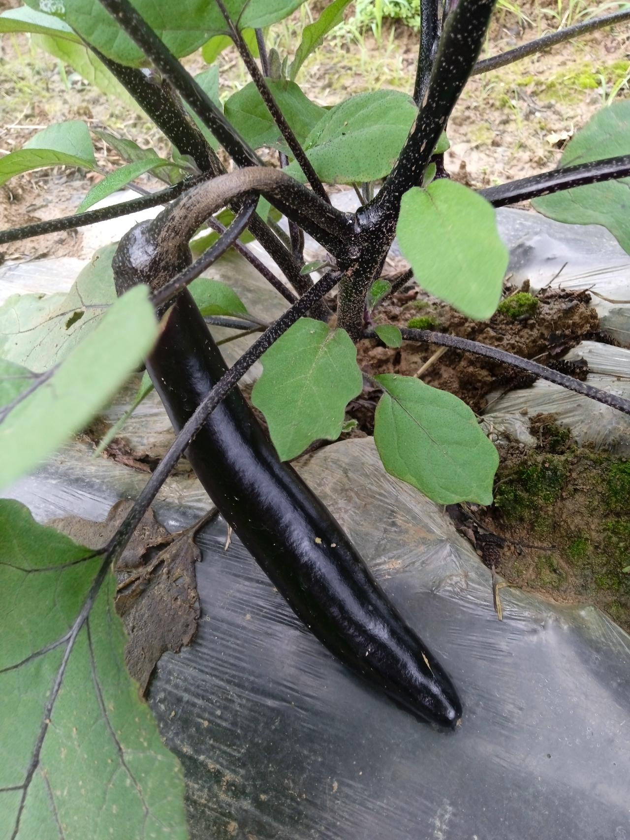 “事情想不明白，人的忧愁还少些；事情想明白了，反倒更加忧愁了。”
父亲得了肠癌，