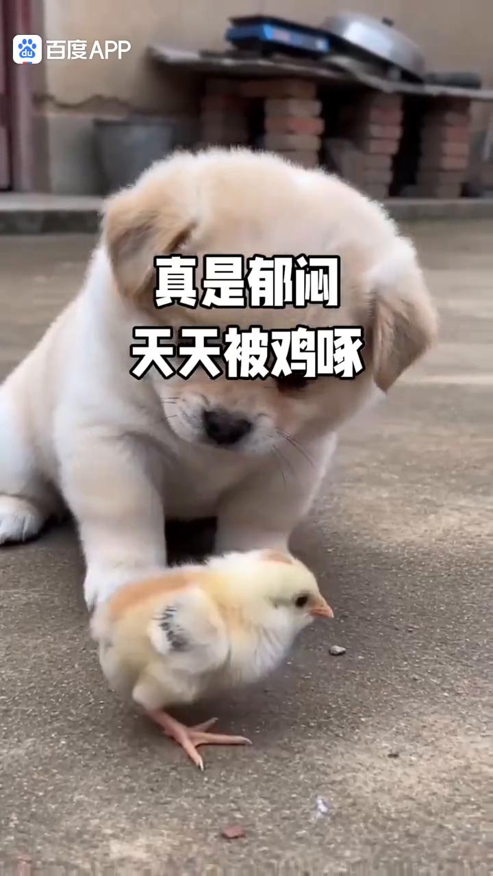 真是郁闷，天天被鸡啄。