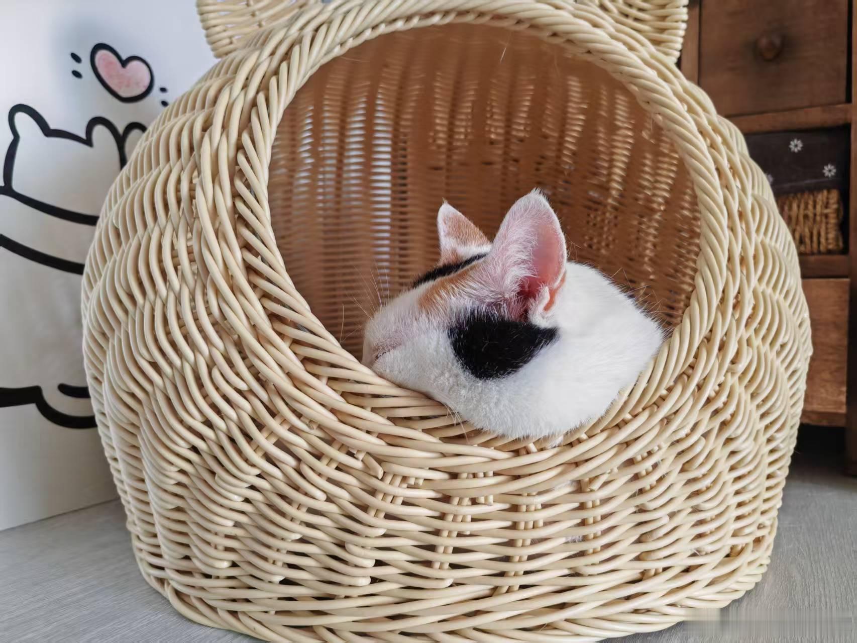 睡眠越来越差，越到周末越差。今天妮儿占了桔子的筐，在我桌上安安静静睡了一天，不吃