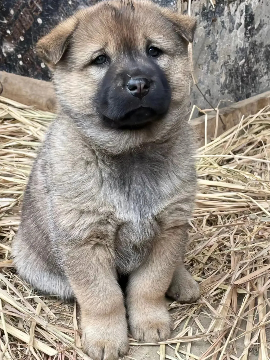 小狗在草地上，沐浴阳光。