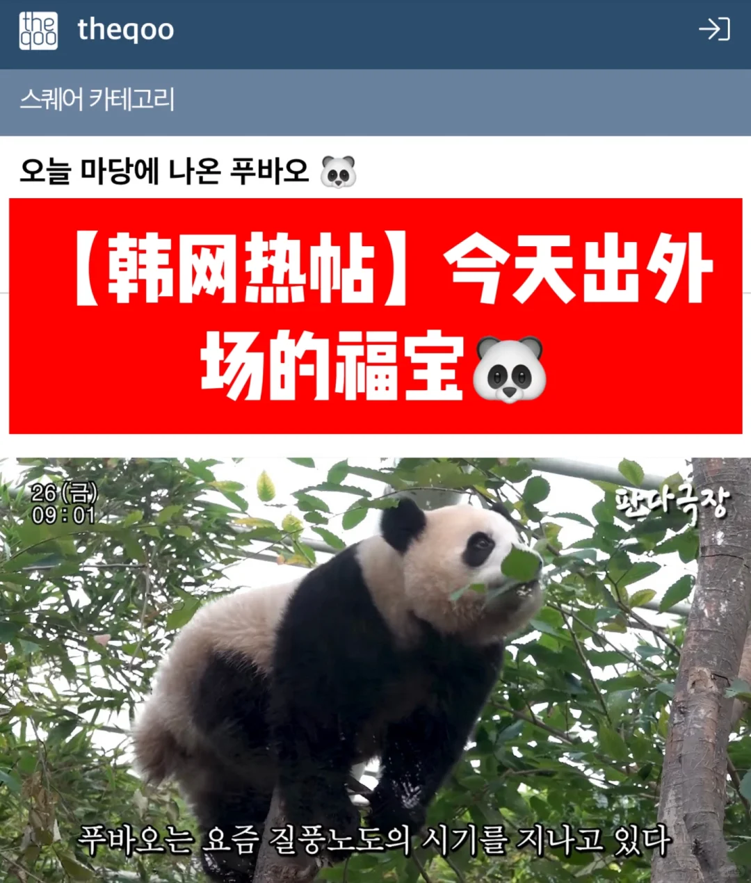 🔥 【韩网热帖】今天出外场的福宝🐼