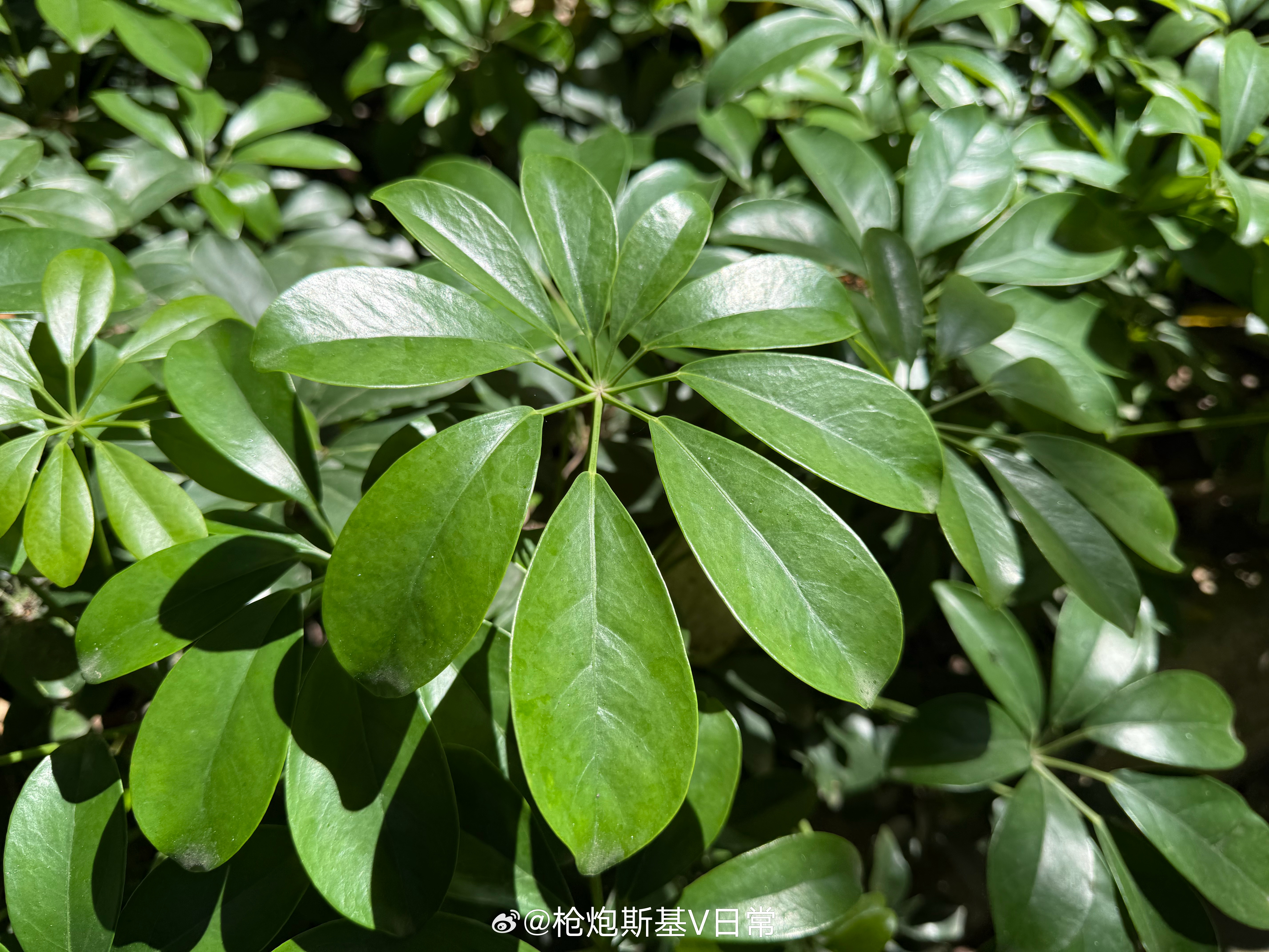 现在喜欢看叶子，不怎么喜欢看花了。 