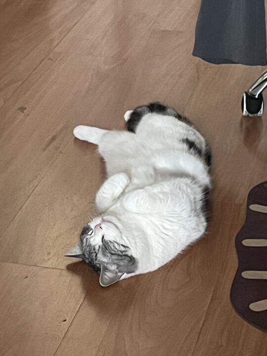 打个滚儿突然睡着了….