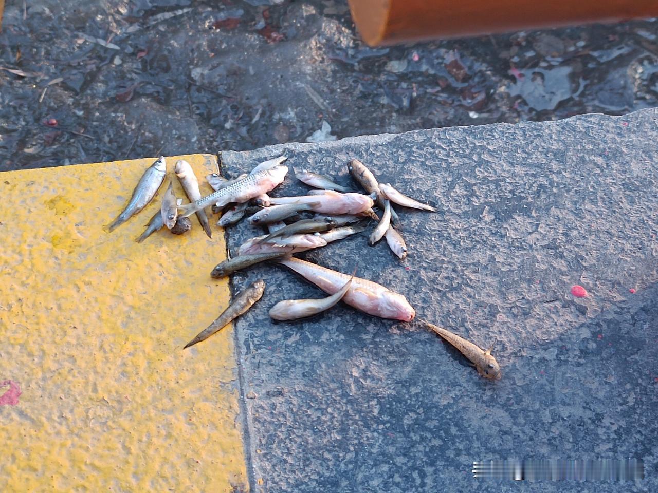 冰面危险，别让孩子拿生命“试险”
 昨天下午，我带着小孙子在小区的人工湖边玩，眼