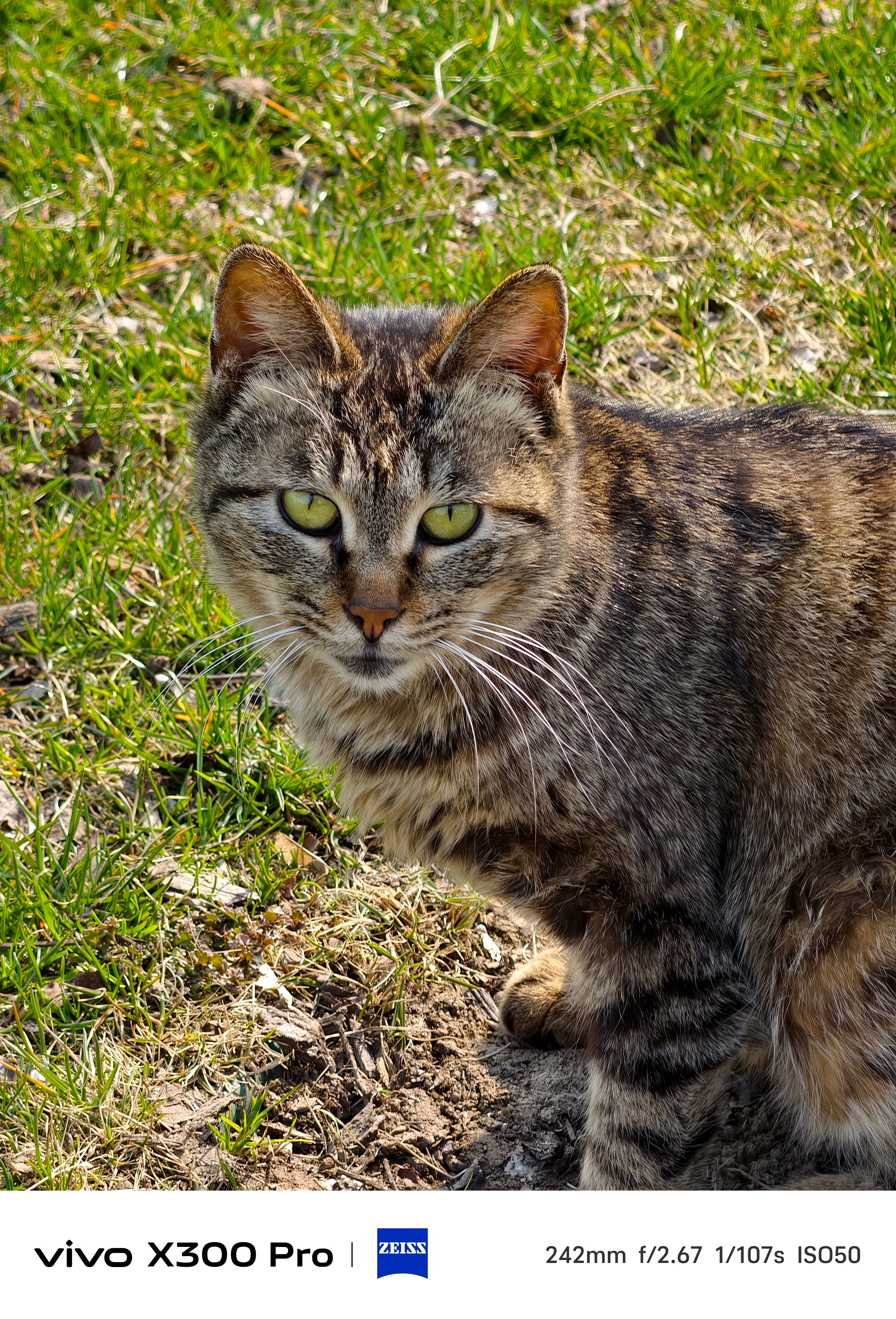 路边遇到的流浪猫，它给自己整的挺干净！ 