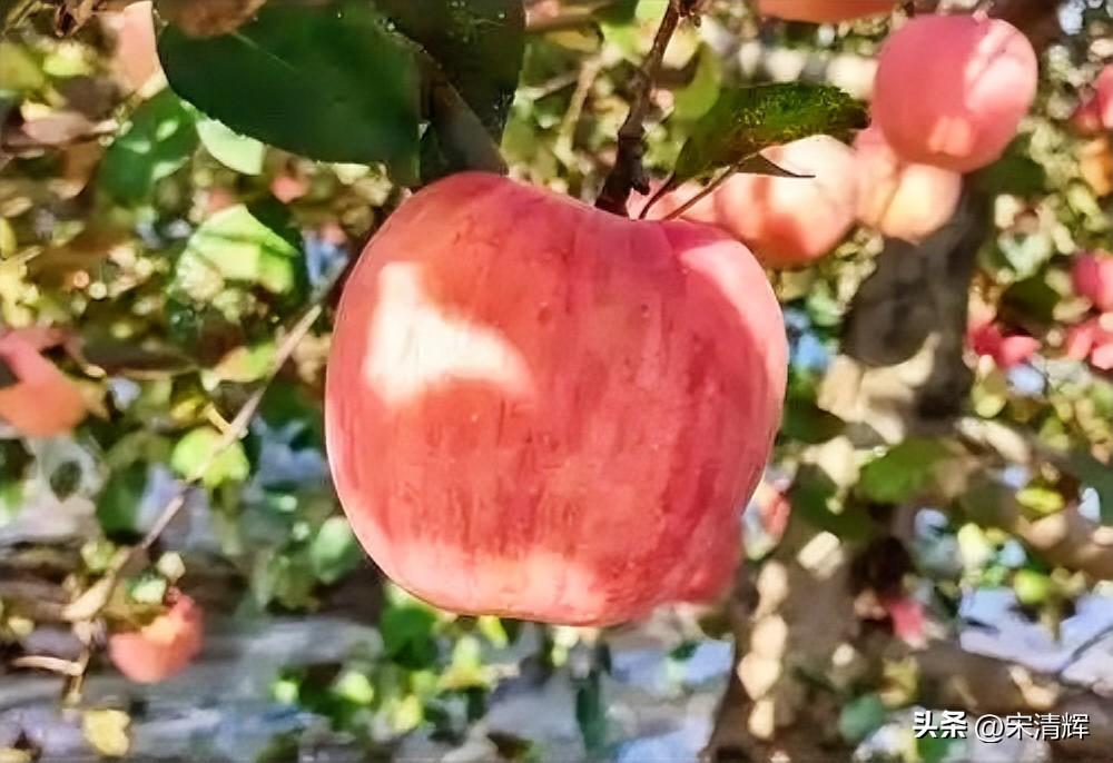 苹果、罗技质量就是好，怎么用都不坏。