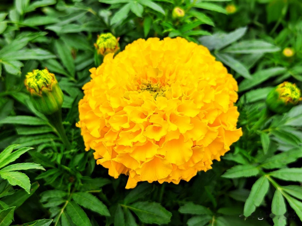 一丛万寿菊，灿灿绽芳华。