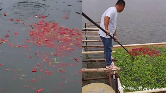 鱼塘主坚持2年辣椒喂鱼 鱼吃后体型更漂亮口感更好据大象新闻报道，近日，湖南长沙，