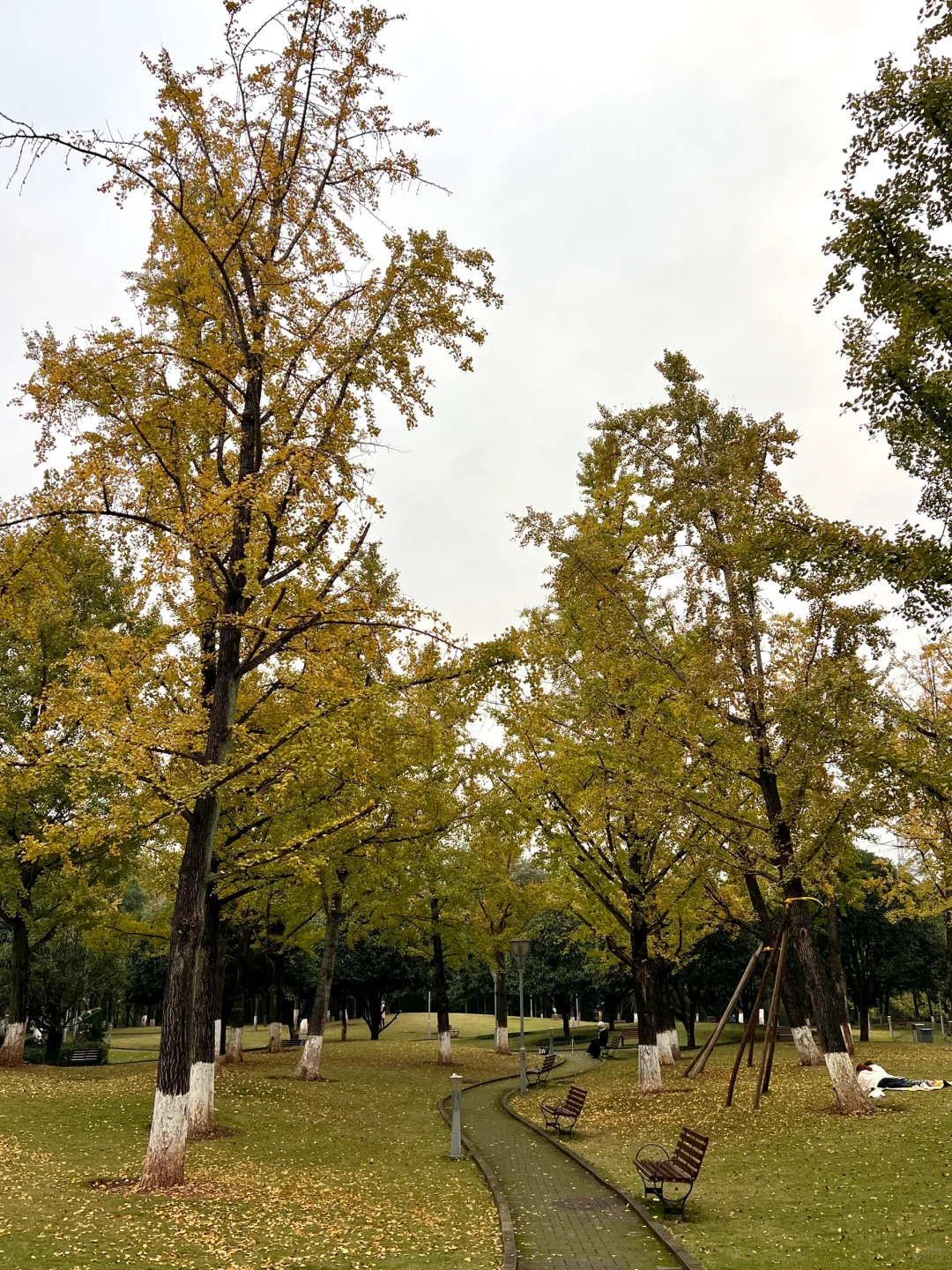 🍂园博园银杏实况图来啦！黄啦！真的黄啦！🍂 	 🌟本来是冲着醉蝶...