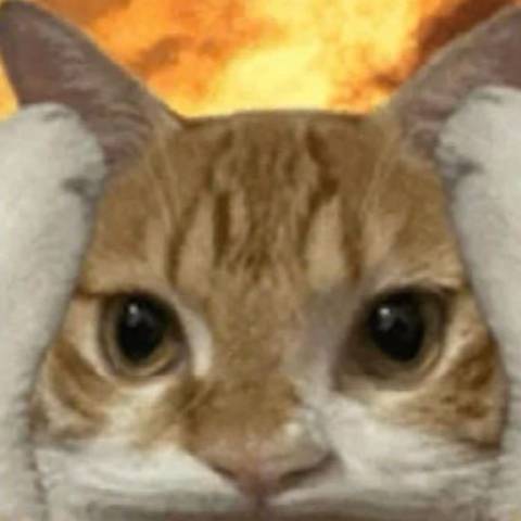 猫猫头爱吃娱