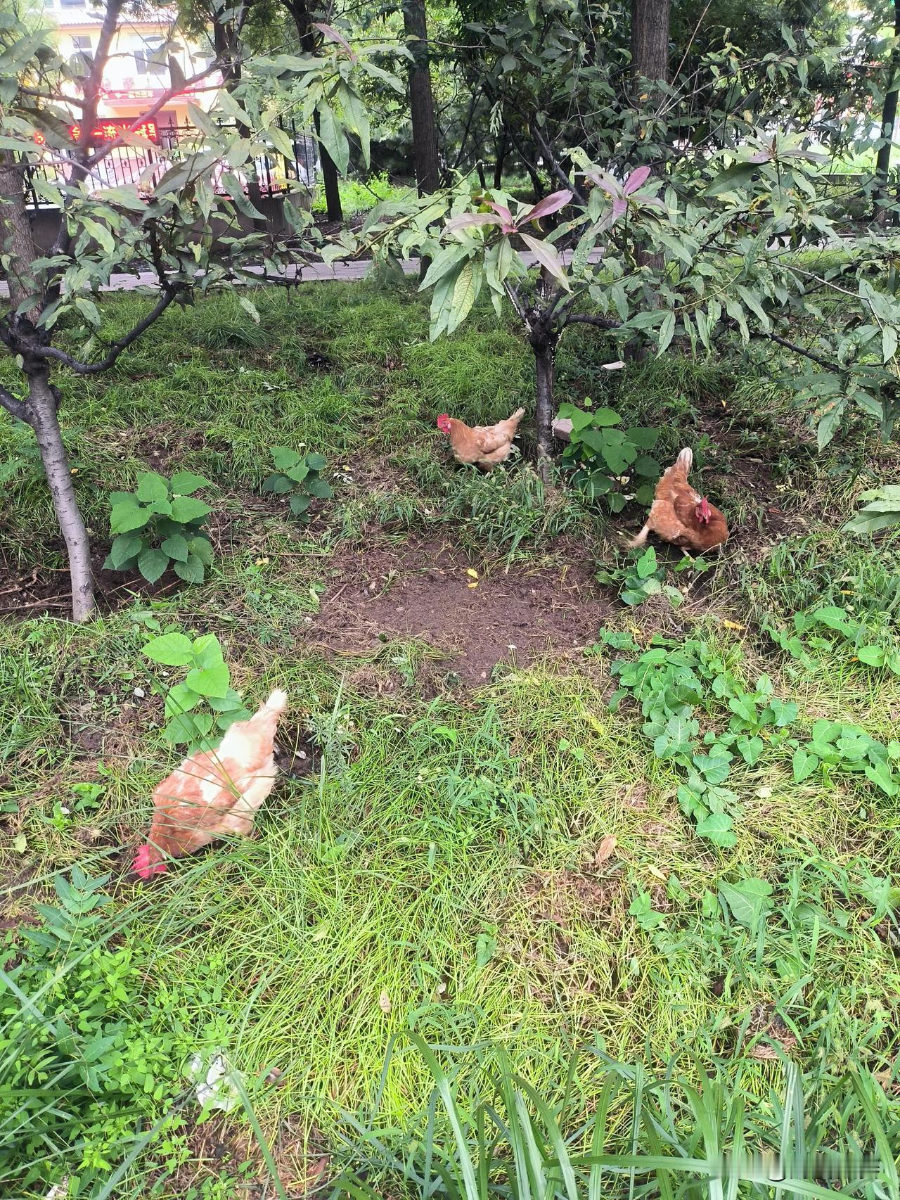 实拍难得一见的大母鸡街边觅食

坐标，保定天鹅路与恒祥北大街西北角时光记忆公园。