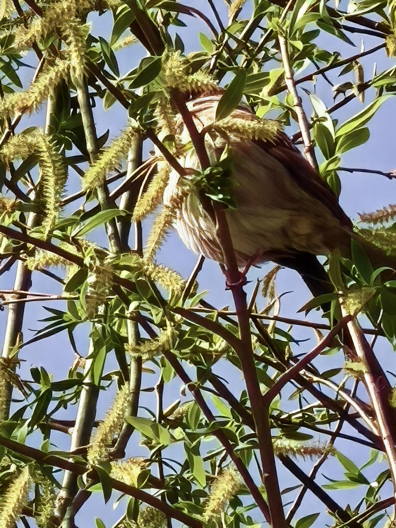 麻雀[祈祷][祈祷][祈祷]