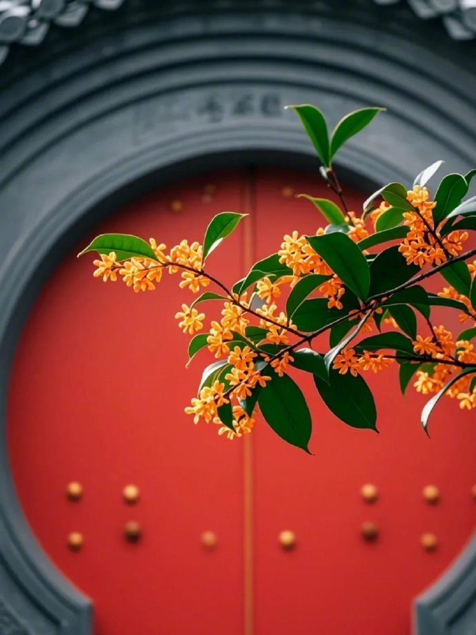 朱墙之下桂花香，是中国风的高级美！ ​​​