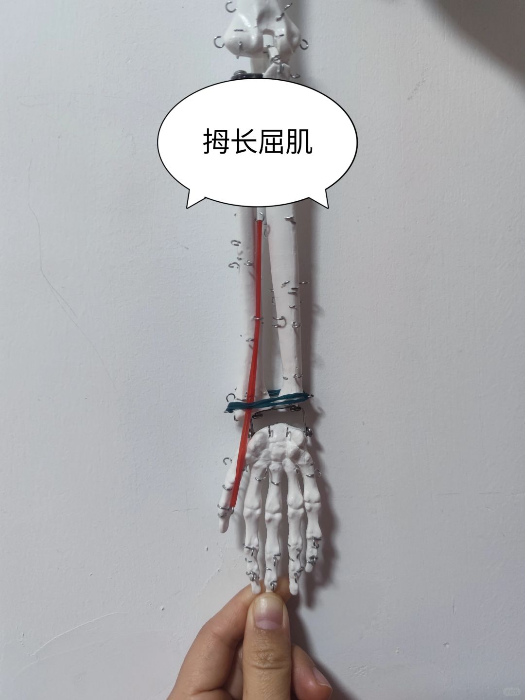 拇长屈肌