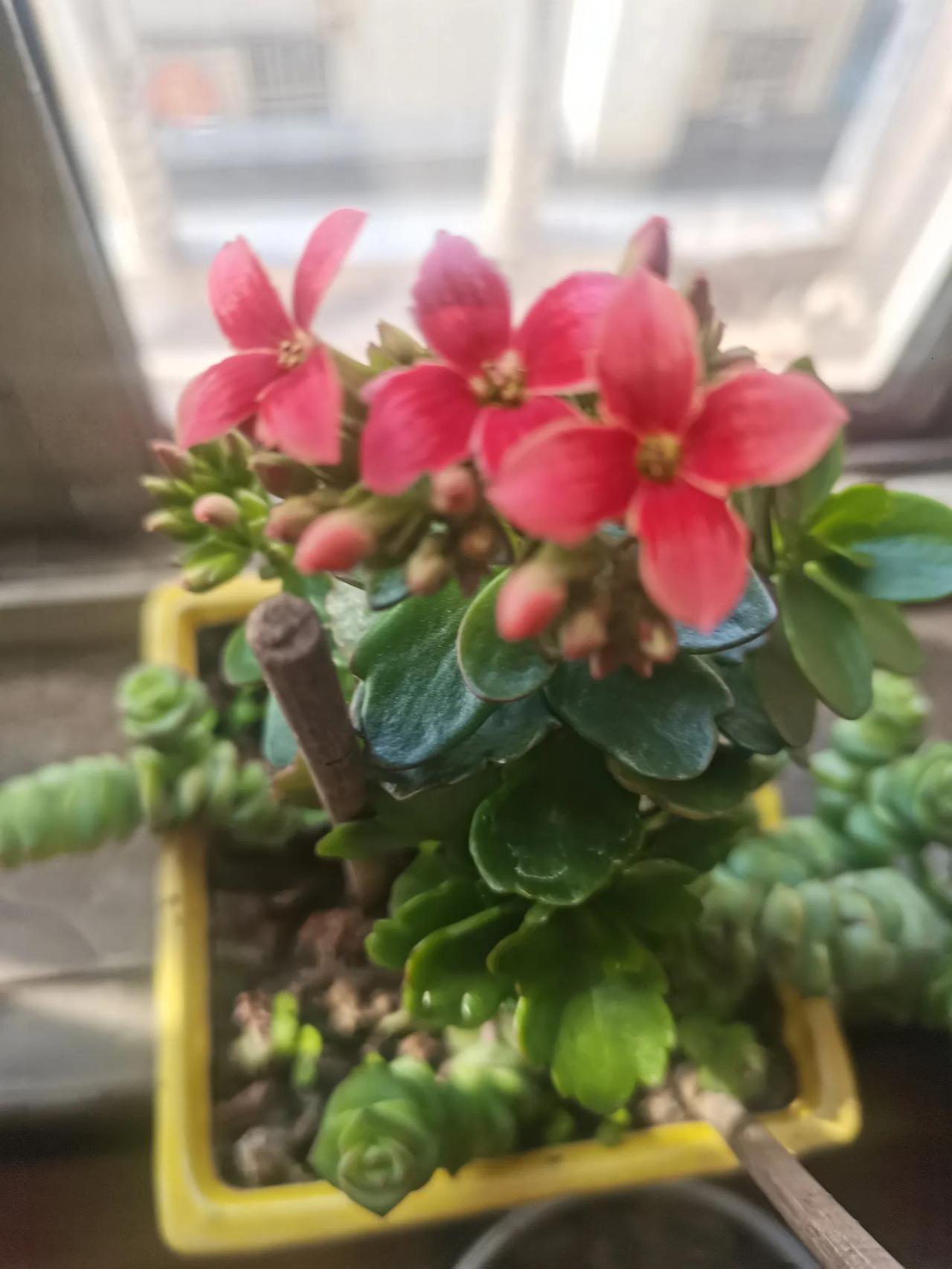 看这多小花儿，它在阳光下，没有被细心呵护，偶尔想起来浇一次水，可是它却顽强的绽放