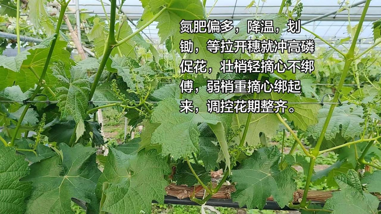 足氮和缺氮。足氮的优点是拉穗容易，缺点是枝条脆嫩，也有人说会坐果不好，解决缺点和