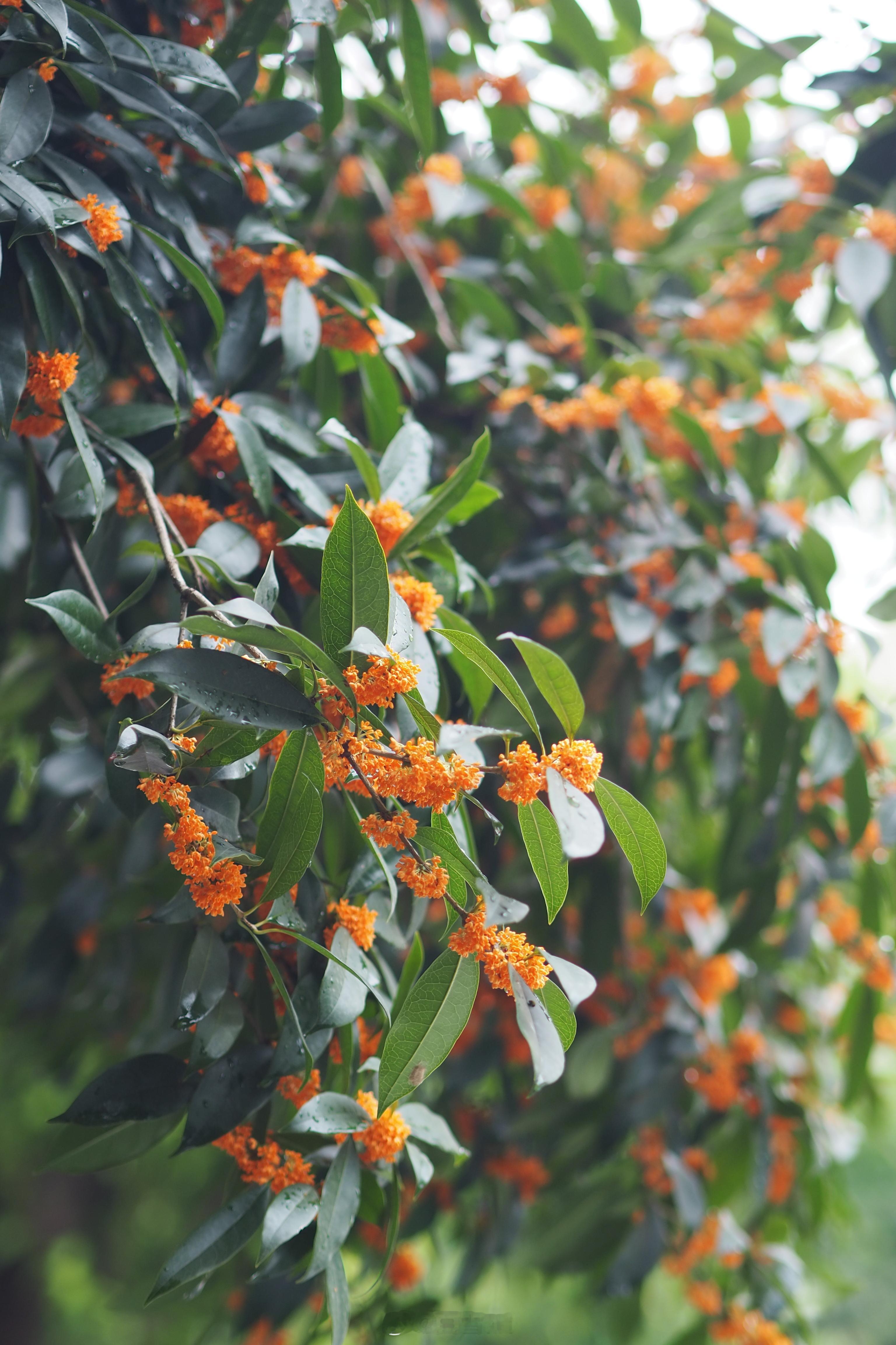 满院桂花香，是这个季节独有的浪漫。  ​​​