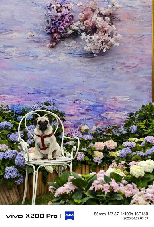 距离杭州1h，花海盛宴美哭了😭😭