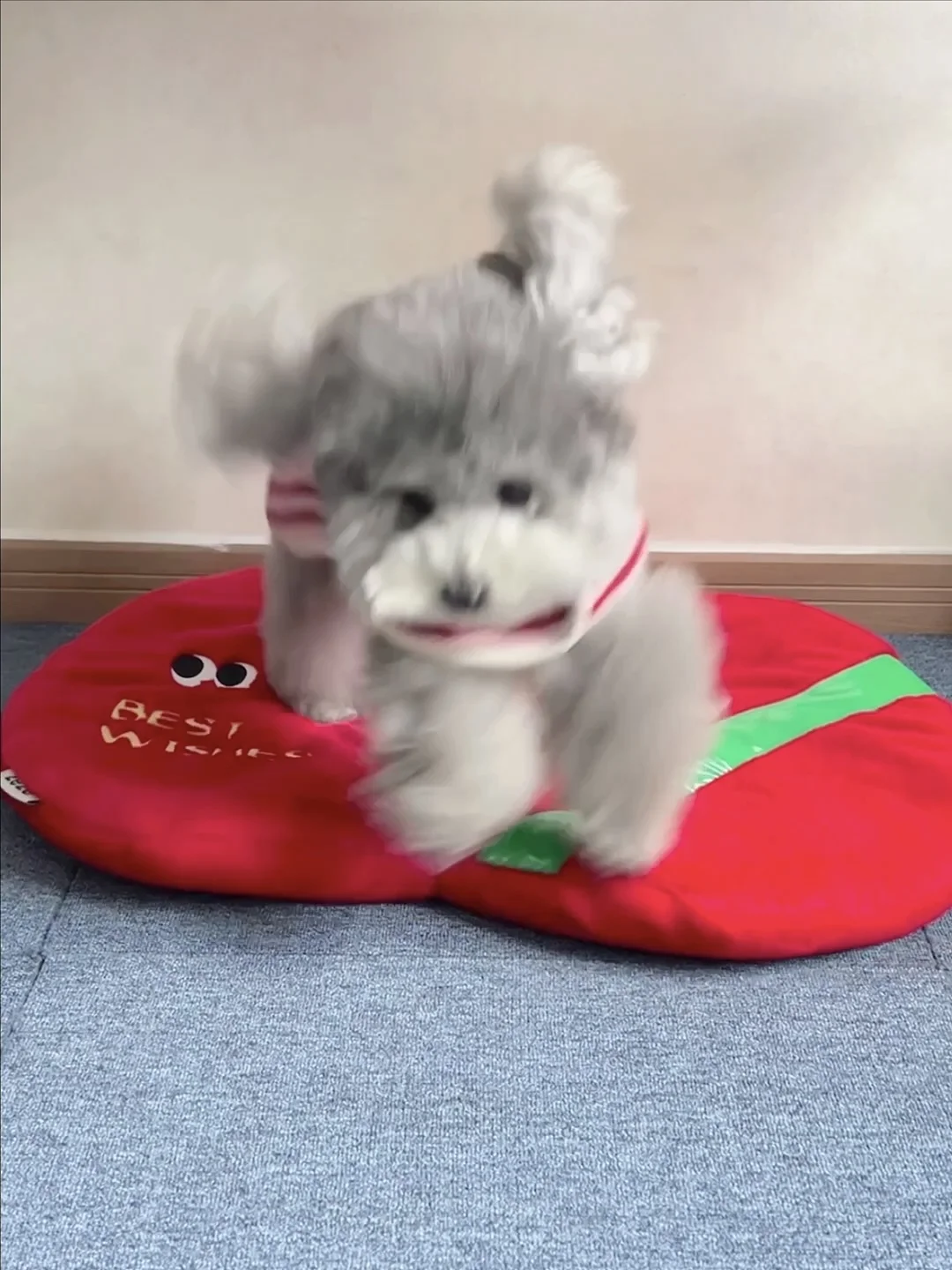 ee 圣诞小狗来了