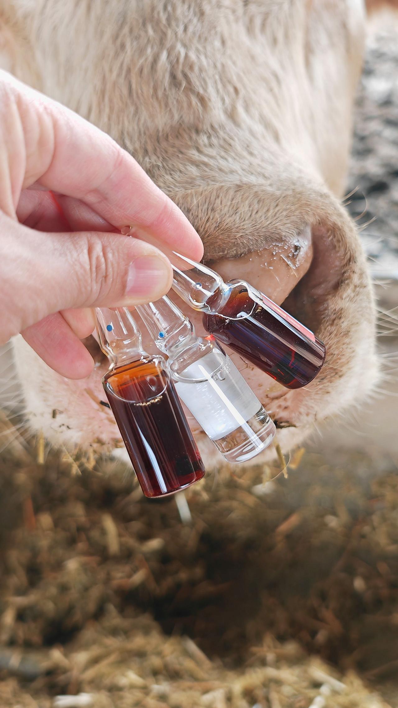 养羊人 农村养羊 牛羊养殖