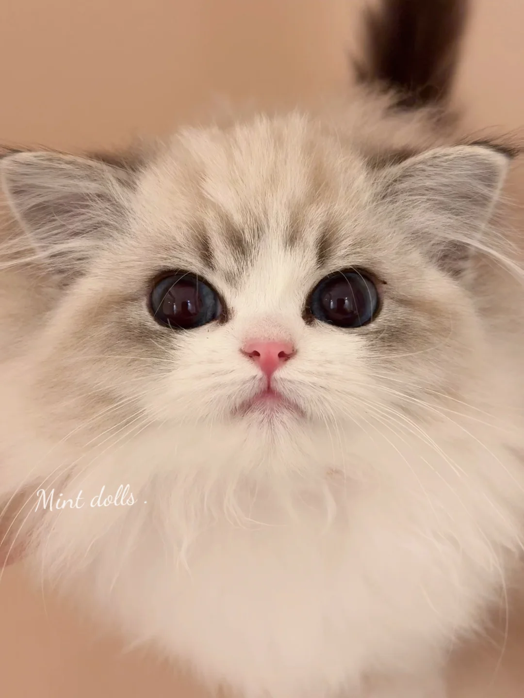 哇哇哇！！！！！这小猫也太可爱了吧！！！