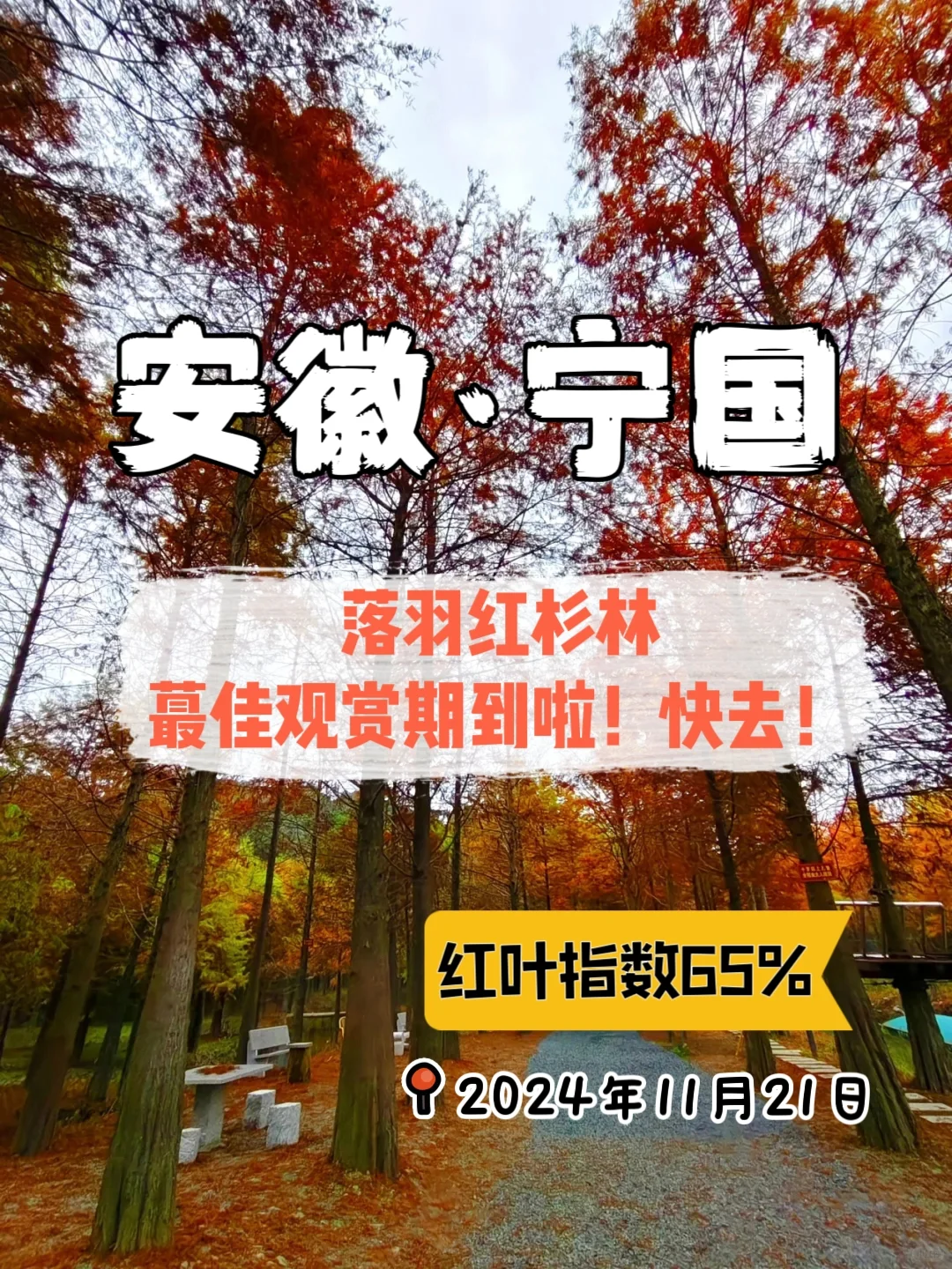 宁国落羽红杉林‼️红叶指数65%啦