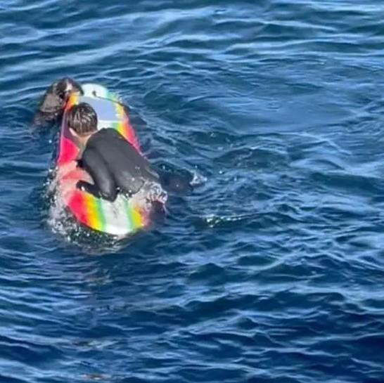 美国加州圣塔克鲁兹海滩（Santa Cruz）一只恶霸海獭以「抢冲浪板」出名，然
