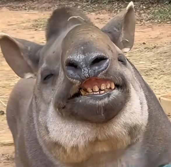 这种表情，是要好好过个年了[捂脸]