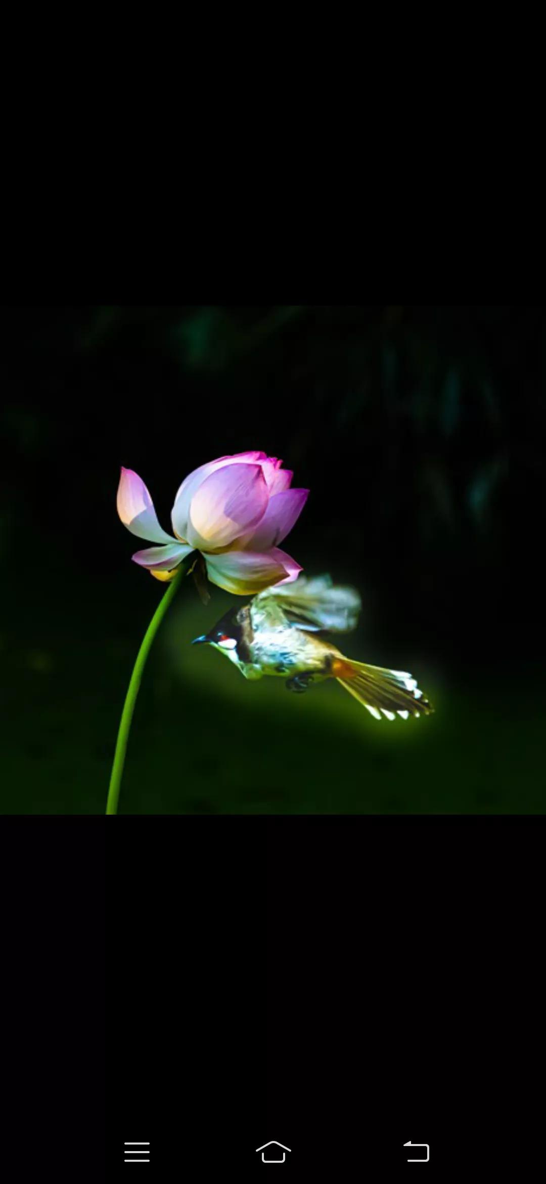 特朗普这是要声东击西？放过马杜罗？舍近求远，要对尼日尼亚动武？这马虎眼打得，马杜