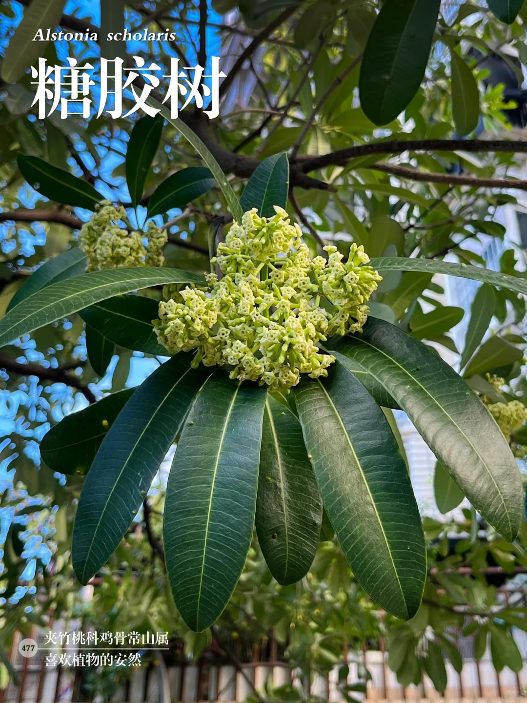 福州植物打标477｜ 气味浓烈的糖胶树