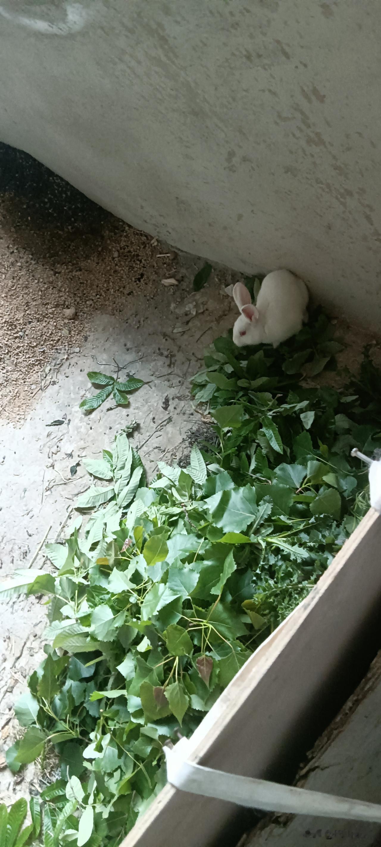 谁懂啊！
小兔的干饭日常也太治愈了[可爱]
 
刚给大白采了一筐新鲜树叶，它立马