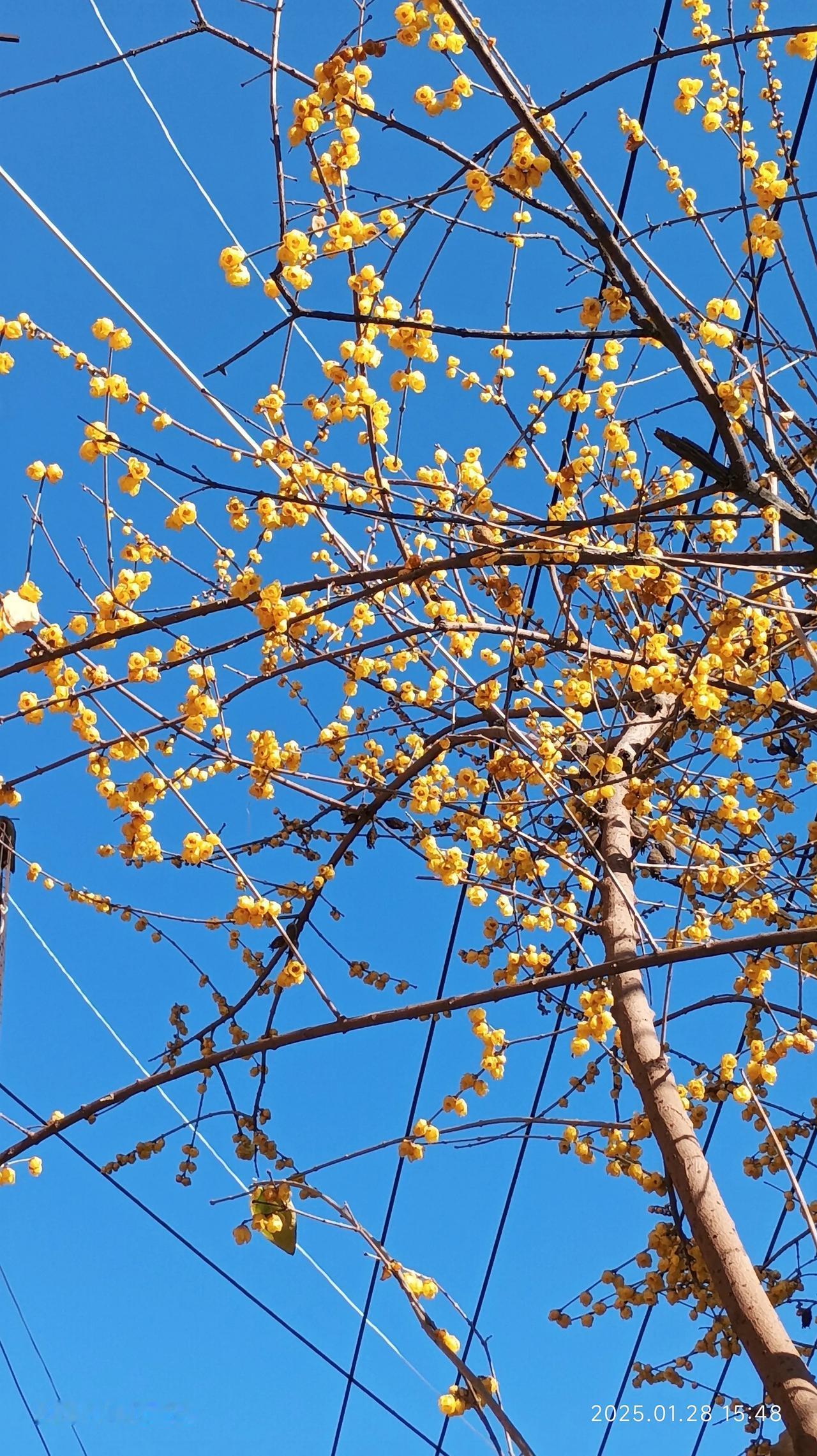 雪
苏苏
2025/2/10
似花非花胜似花，
无翅会飞薄如纱。
春来燕舞寒冬去