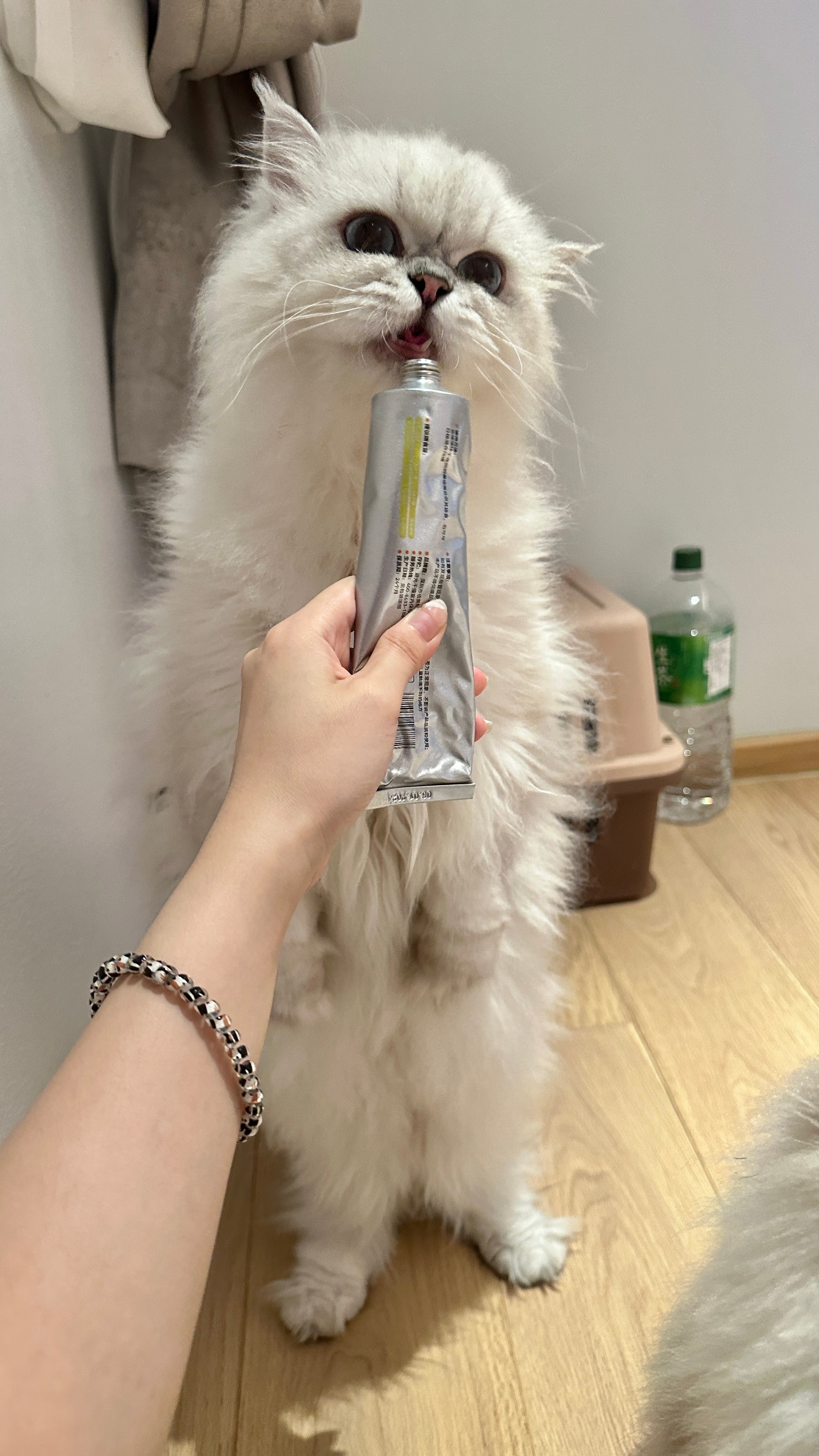 天啦噜！！！团团进化成两脚兽了！！！#英国长毛猫##辣椒家新家回访##银点# ​